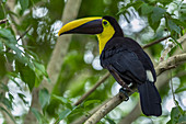 Swainson-Tukan (Ramphastos ambiguus swainsonii) Chocó, Kolumbien