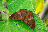 Riodiniden Schmetterling (Emesis-Mandana), Nationalpark Tatama, Risaralda, Kolumbien