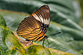 Schmetterling (Adelpha lycorias) Nymphalidae, Tatama-Nationalpark, Risaralda, Kolumbien