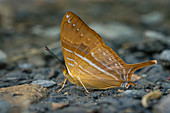 Corinna Daggerwing-Schmetterling (Marpesia Corinna) Santa Maria, Boyacá, Kolumbien