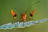 Randwanzen, auch Lederwanzen (Anisocelis flavolineata) Tatama Nationalpark, Risaralda, Kolumbien