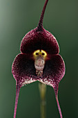 Orchidee (Dracula benedictii) Las Orquídeas Nationalpark, Antioquitäten, Kolumbien