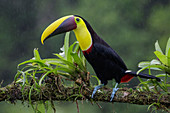 Goldkehltukan Tukan (Ramphastos ambiguus) bei Regenfällen, Costa Rica