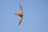 Fahlsegler (Apus Pallidus) fliegend, Zadar, Kroatien