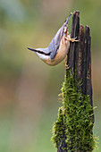 Waldkleiber (Sitta europaea), Polen