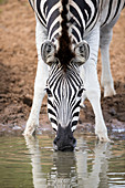 Burchell's Zebra (Equus burchellii) trinkend am Wasserloch, Mkhuze-Wildreservat, KwaZulu-Natal, Südafrika