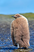 Königspinguin (Aptenodytes patagonicus) Küken, Falklandinseln