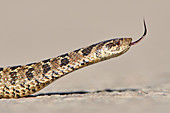 Südamerikanische Hognose-Schlange (Xenodon dorbignyi)