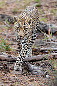 Leopard (Panthera pardus), Weibchen, Sabi Sands Privates Wildreservat, Südafrika