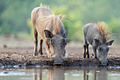 Kap-Warzenschweine (Phacochoerus aethiopicus) beim Trinken am Wasserloch, Mashatu-Wildreservat, Botswana