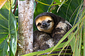 Weißkehl-Faultier (Bradypus tridactylus) Männchen im Baum, Sloth Island, Guyana