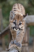 Drei Monate altes verwaistes Puma-Jungtier (Puma concolor), Sonoma County Wildlife Rescue, Petaluma, Kalifornien