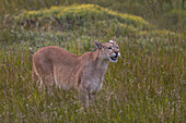 Puma (Puma concolor), weiblich, Nationalpark Torres Del Paine, Patagonia, Chile