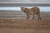 Puma (Puma concolor), männlich, Nationalpark Torres Del Paine, Patagonia, Chile