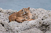 Puma (Puma concolor), Mutter und Jungtier Nationalpark Torres Del Paine, Patagonia, Chile