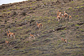 Puma (Puma concolor) jagt Guanaco (Lama guanicoe) Herde, Torres del Paine Nationalpark, Patagonien, Chile