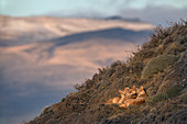 Puma (Puma concolor), Mutter und Jungtiere, Nationalpark Torres Del Paine, Patagonia, Chile