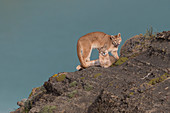 Puma (Puma concolor), Jungtiere, weiblich, Nationalpark Torres Del Paine, Patagonia, Chile
