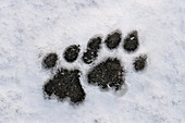 Puma (Puma concolor) Spuren im Schnee, Nationalpark Torres Del Paine, Patagonia, Chile