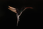 Grüne Schattenkolibri (Phaethornis-Kerl), männlich, fliegend, Costa Rica