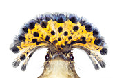 Königlicher Fliegenfänger (Onychorhynchus coronatus) in der Verteidigungshaltung, Santa Rosa National Park, Costa Rica
