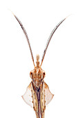 Wandelnde Geige (Gongylus gongylodes), heimisch in Asien