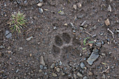Spuren von Puma (Puma concolor), Nationalpark Torres Del Paine, Patagonia, Chile