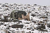 Puma (Puma concolor) Mutter und Jungtier im Schnee, Nationalpark Torres Del Paine, Patagonia, Chile