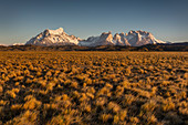 Buschland und Berg, Paine-Massiv, Torres Del Paine, Nationalpark Torres Del Paine, Patagonia, Chile