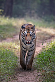 Bengal-Tiger (Panthera tigris tigris tigris) weiblich, Bandhavgarh Nationalpark, Indien