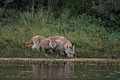 Puma (Puma concolor) Mutter und Jungtier beim Trinken, Nationalpark Torres Del Paine, Patagonia, Chile