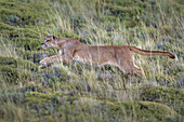 Puma (Puma concolor), weiblich, auf der Jagd, Nationalpark Torres Del Paine, Patagonia, Chile