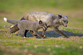 Rotfuchs (Vulpes Vulpes) Vater und Welpe, Washington