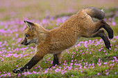 Rotfuchs (Vulpes Vulpes) Welpe, Washington