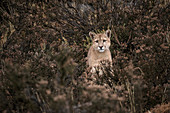 Puma (Puma concolor), Jungtier, Nationalpark Torres Del Paine, Patagonia, Chile