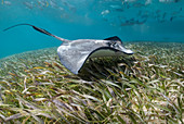 Südlicher Stechrochen (Dasyatis Americana), Shark Ray Alley, Ambergris Caye, Belize