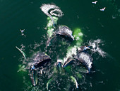 Buckelwale (Megaptera novaeangliae) auf der Jagd nach Futter, Frederick Sound, Alaska