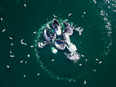 Buckelwale (Megaptera novaeangliae), Bubble-Net-Fütterung, Frederick Sound, Alaska
