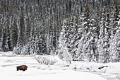 Bison (Bison Bison) bei 20 Grad unter Null im Yellowstone National Park