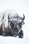 Bison (Bison Bison) bei 20 Grad unter Null im Yellowstone National Park