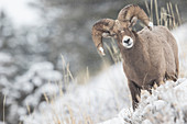 Dickhornschaf (Ovis canadensis) im Winter im Yellowstone Nationalpark