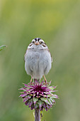 Lehmfarbener Spatz (Spizella pallida) auf einer Distel in West-Montana