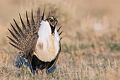 Beifußhuhn (Centrocercus urophasianus), auf der Lek in südwestlichem Montana