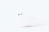 Weißschwanz-Schneehuhn (Lagopus leucurus) im Wintergefieder in West-Alberta Canada
