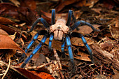 Tarantula (Birupes simoroxigorum) weiblich, neue Art, Mount Santubong, Sarawak, Borneo, Malaysia