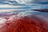 Rote Algen und Salzformationen, Lake Natron, Ol Doinyo Lengai, Tansania