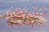 Zwergflamingo (Phoenicopterus minor), nistet auf der Insel, See Natron, Tansania