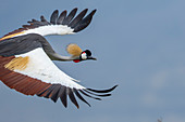 Grauer Kronenkranich (Balearica regulorum) fliegend, Ngorongoro Schutzgebiet, Tansania