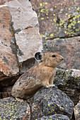 Amerikanischer Pika (Ochotona Princeps), Bridger-Teton National Forest, Wyoming