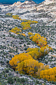 Fremont-Pappel (Populus fremontii) im Flussbett im Herbst, Deer Creek Canyon, Grand Staircase-Escalante National Monument, Utah